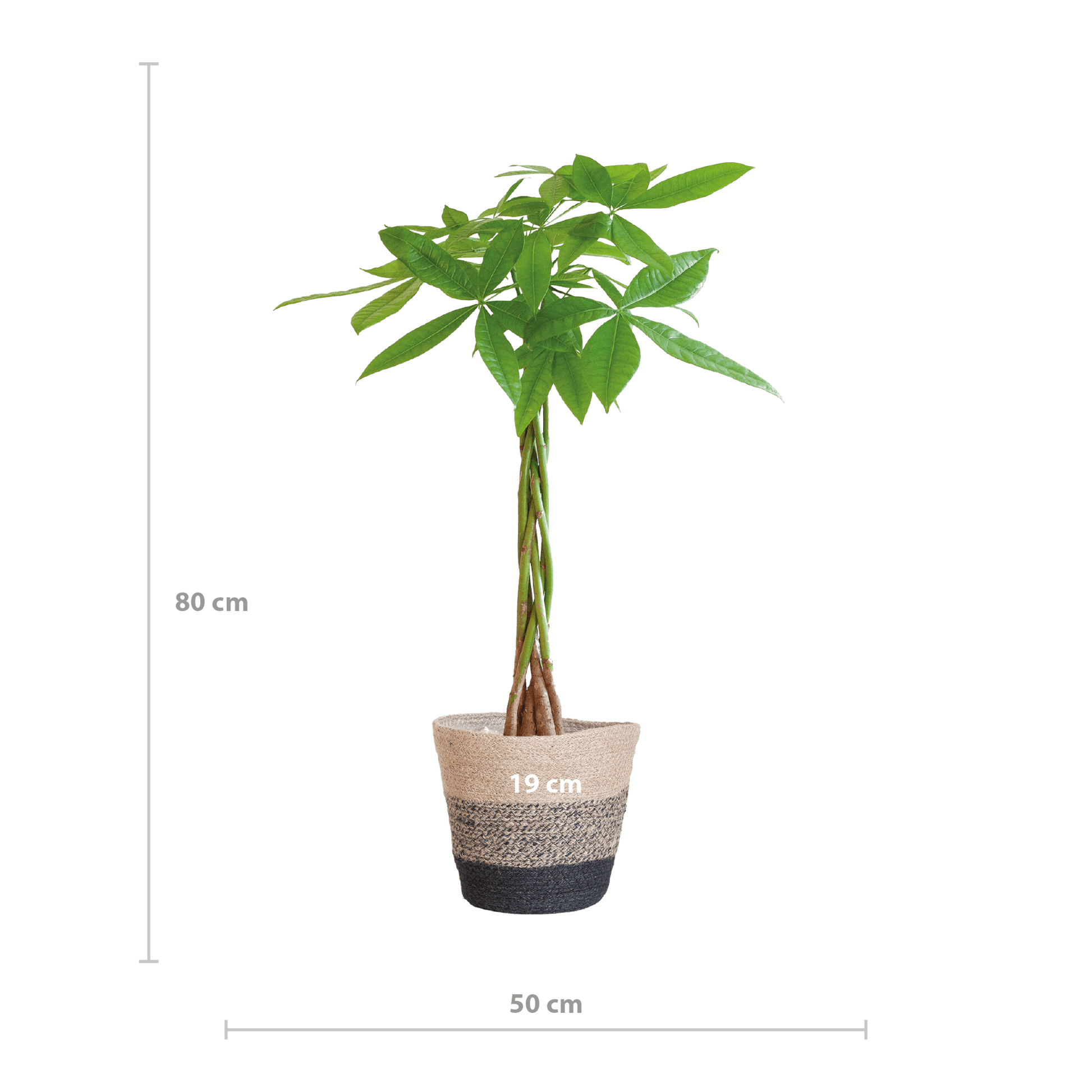 Pachira Aquatica