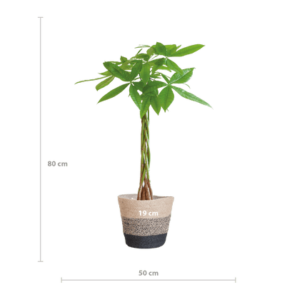 Pachira Aquatica