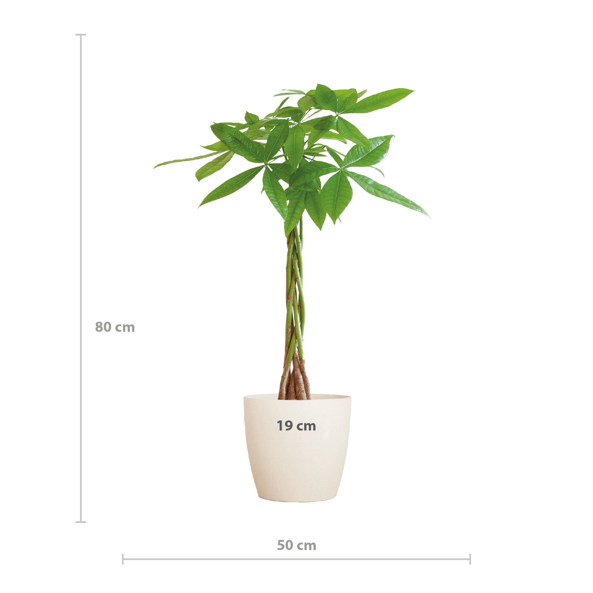 Pachira Aquatica