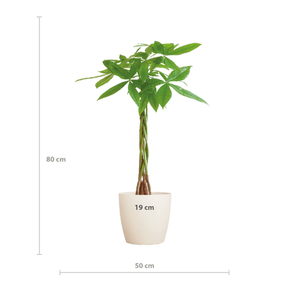 Pachira Aquatica