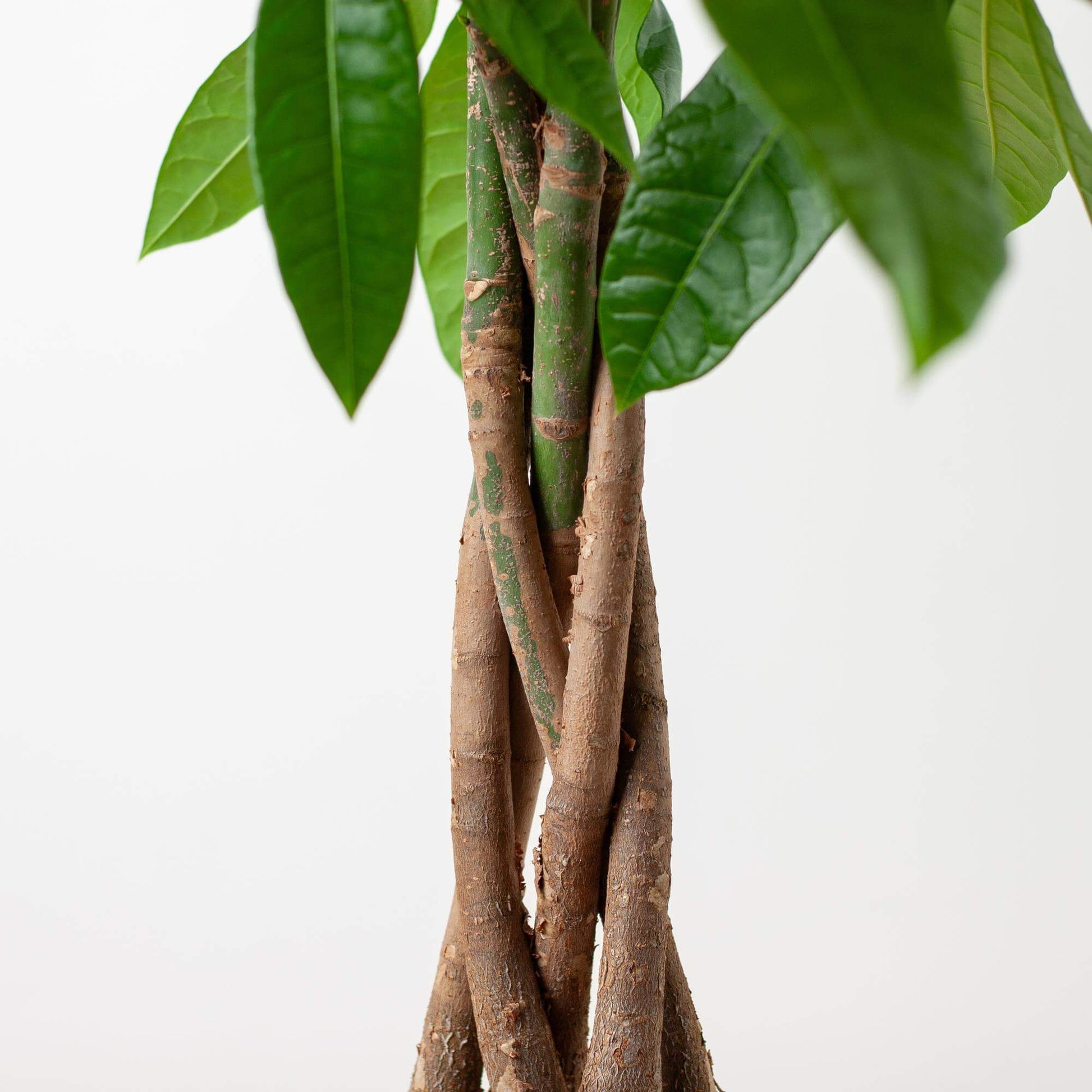 Pachira Aquatica