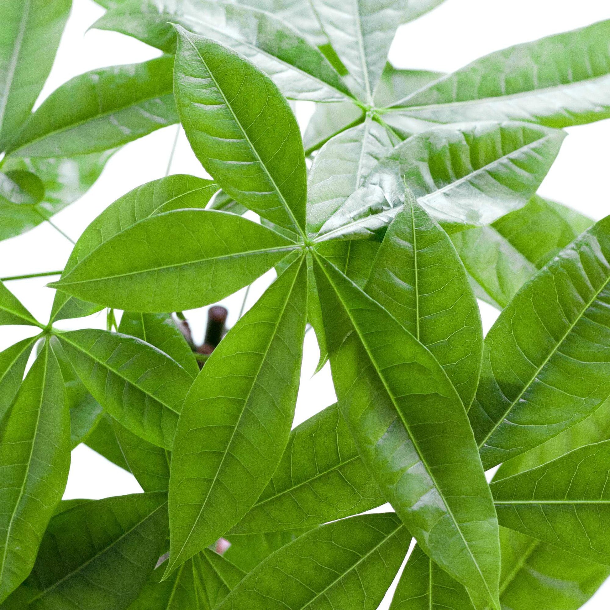 Pachira Aquatica