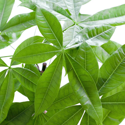 Pachira Aquatica
