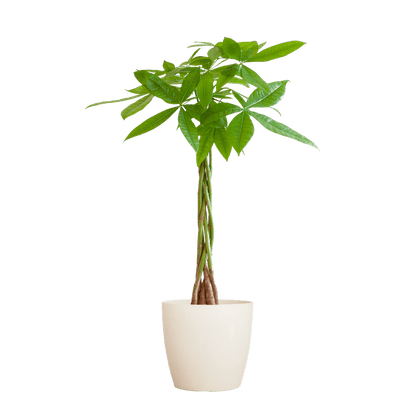 Pachira Aquatica