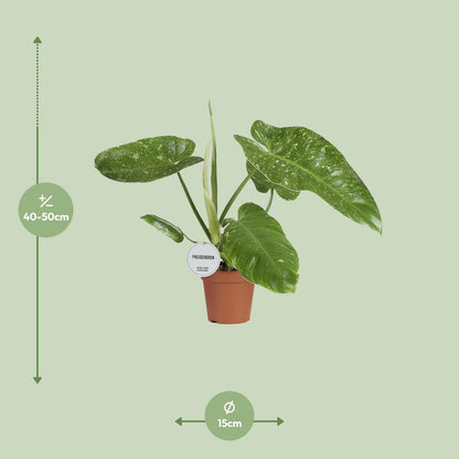 Philodendron Jose Buono
