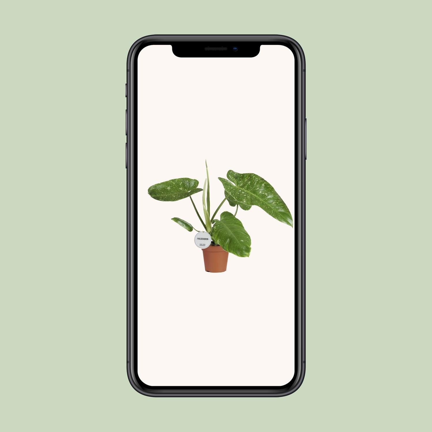 Philodendron Jose Buono