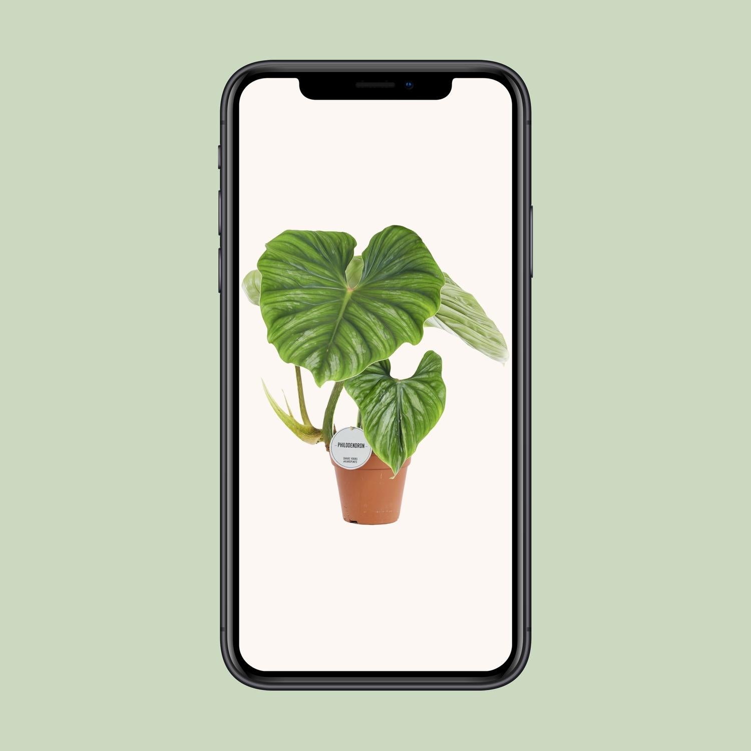 Philodendron Plowmanii