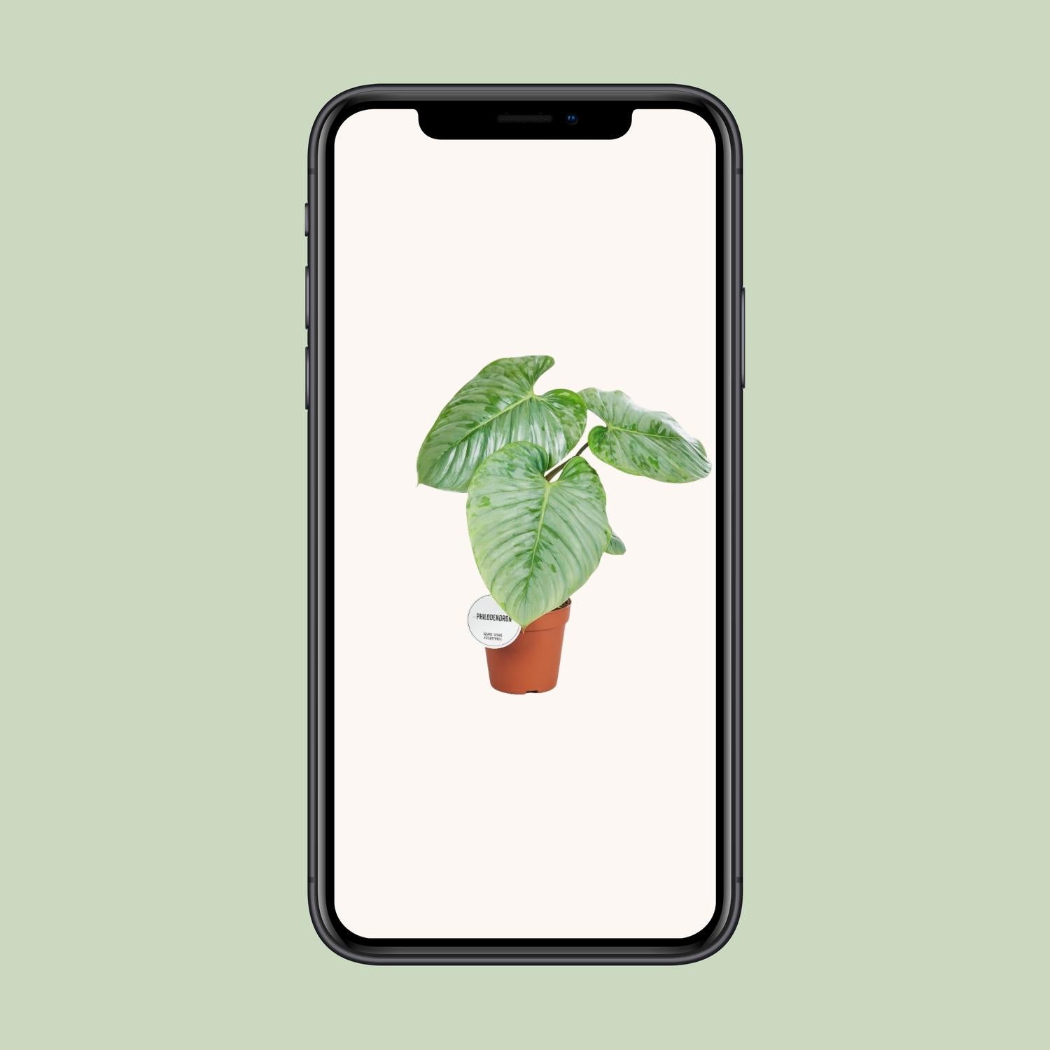 Philodendron Sodiroi