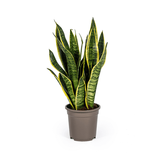 Sansevieria Trifasciata
