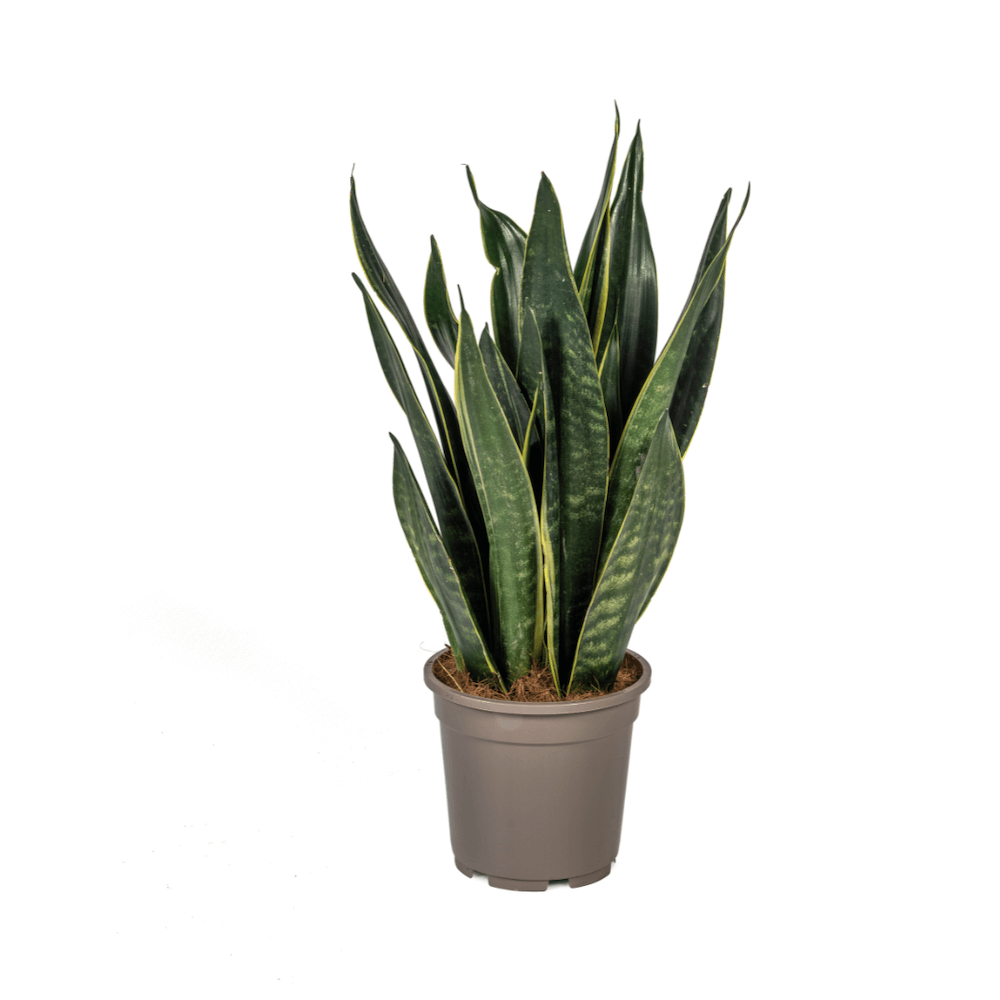 Sansevieria Trifasciata