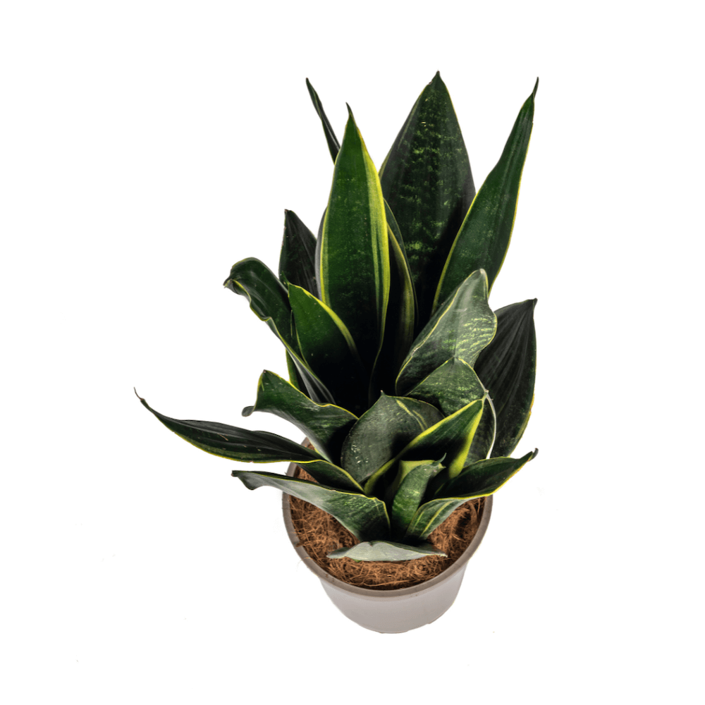 Sansevieria Trifasciata