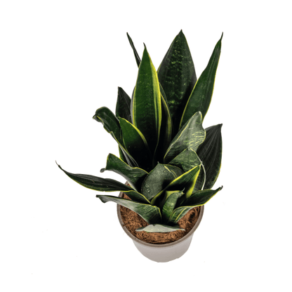 Sansevieria Trifasciata