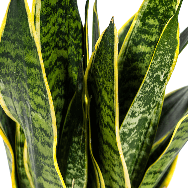 Sansevieria Trifasciata