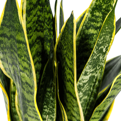 Sansevieria Trifasciata