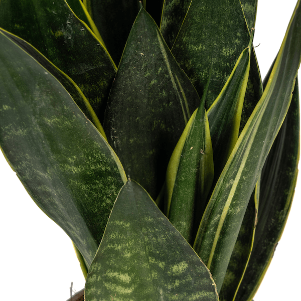 Sansevieria Trifasciata