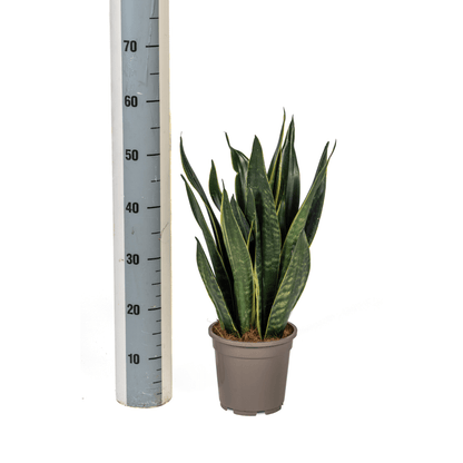 Sansevieria Trifasciata