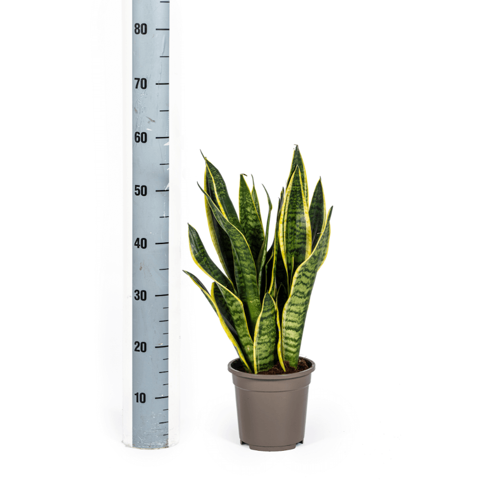Sansevieria Trifasciata