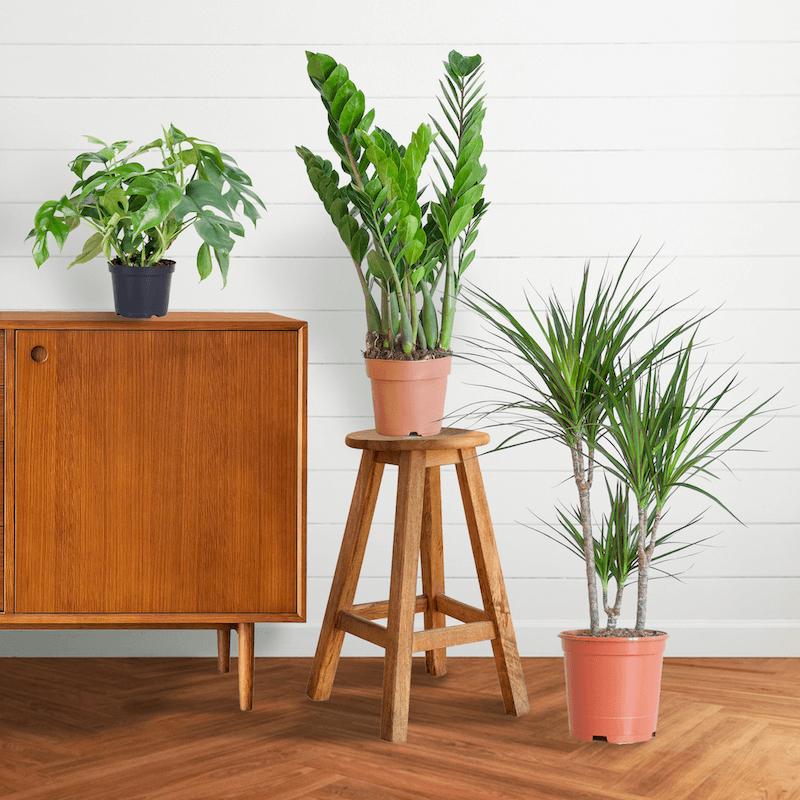Schattenpflanzen Box