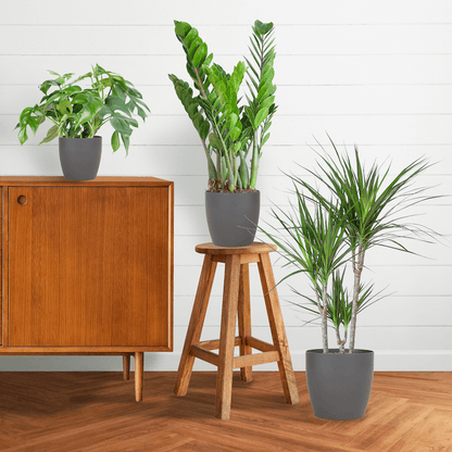 Schattenpflanzen Box