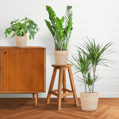 Schattenpflanzen Box