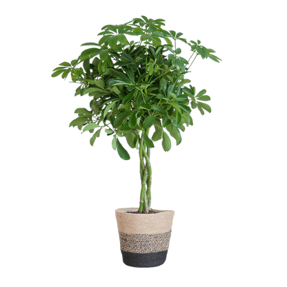 Schefflera Arab Nora