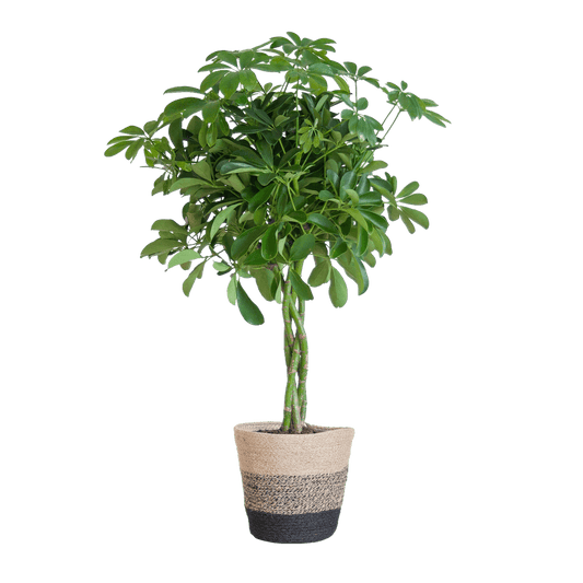 Schefflera Arab Nora