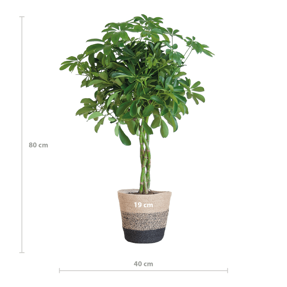 Schefflera Arab Nora