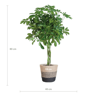 Schefflera Arab Nora