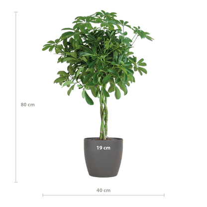 Schefflera Arab Nora