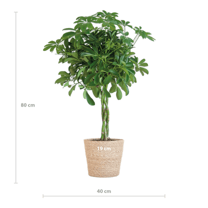Schefflera Arab Nora