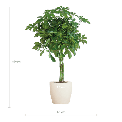 Schefflera Arab Nora