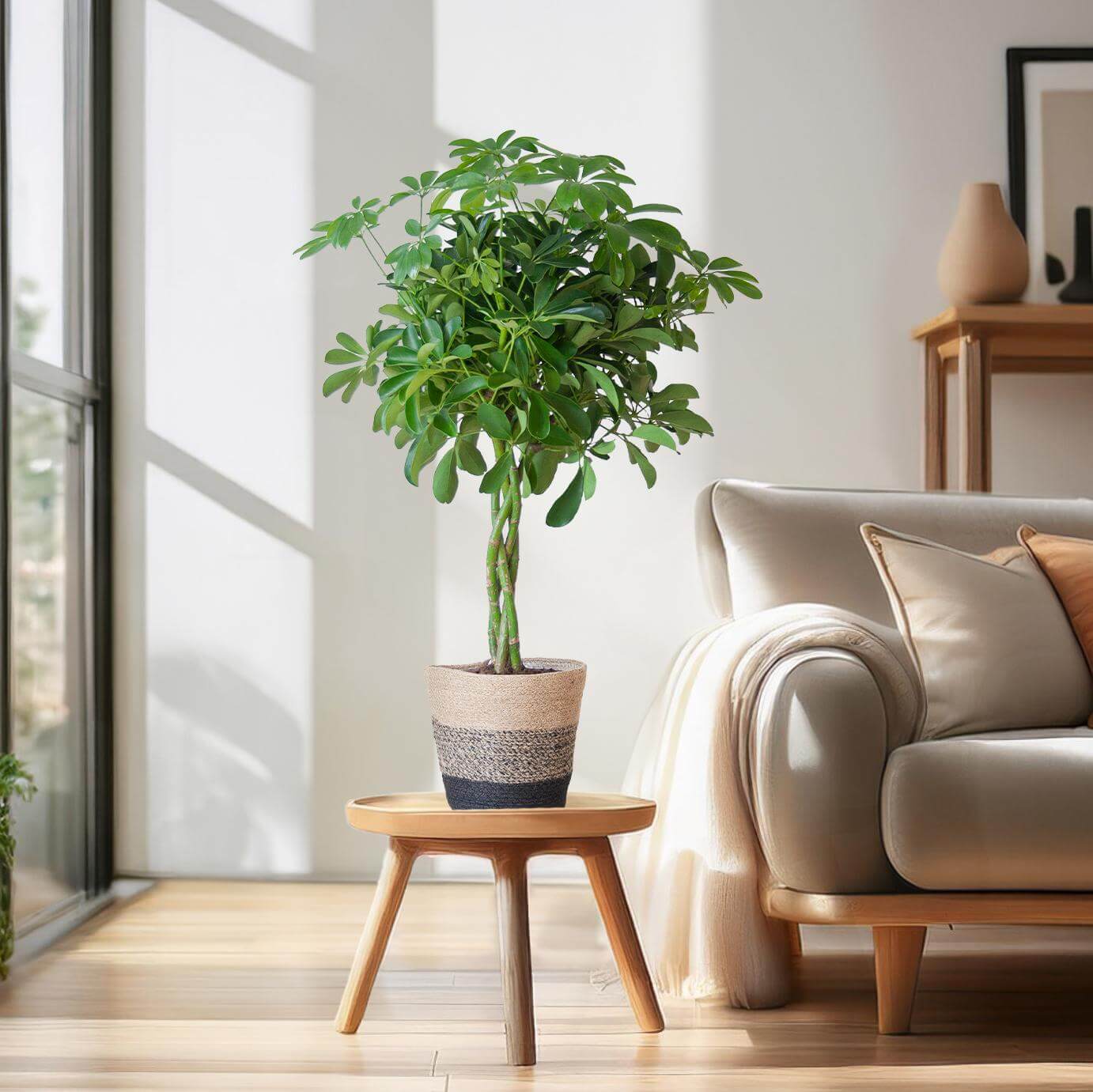 Schefflera Arab Nora