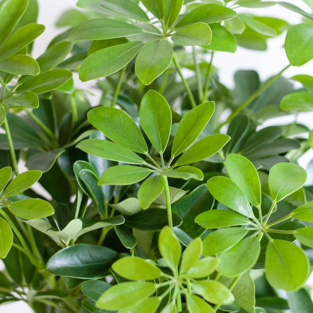 Schefflera Arab Nora