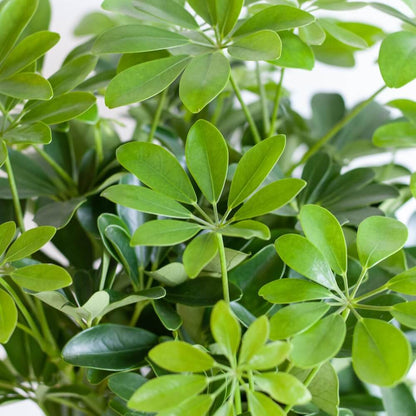Schefflera Arab Nora