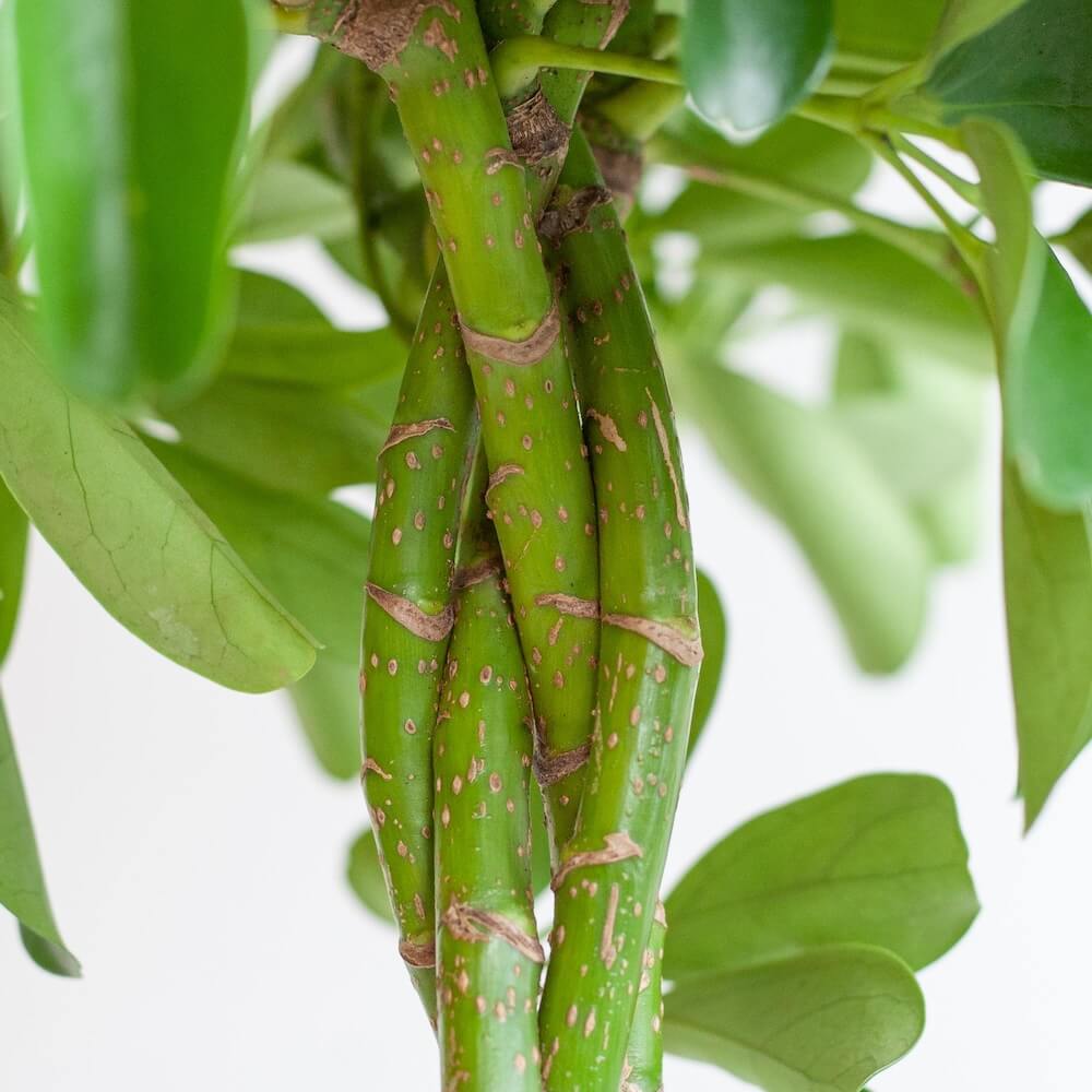 Schefflera Arab Nora