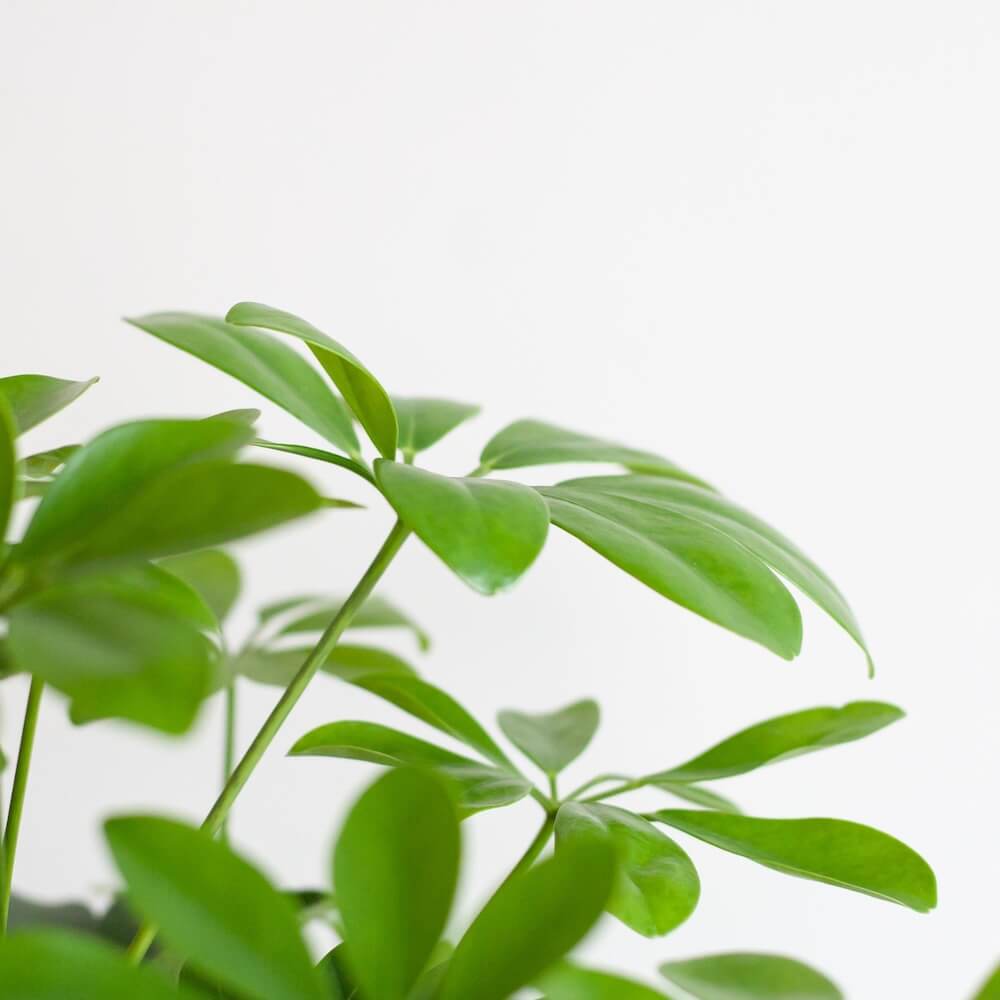 Schefflera Arab Nora