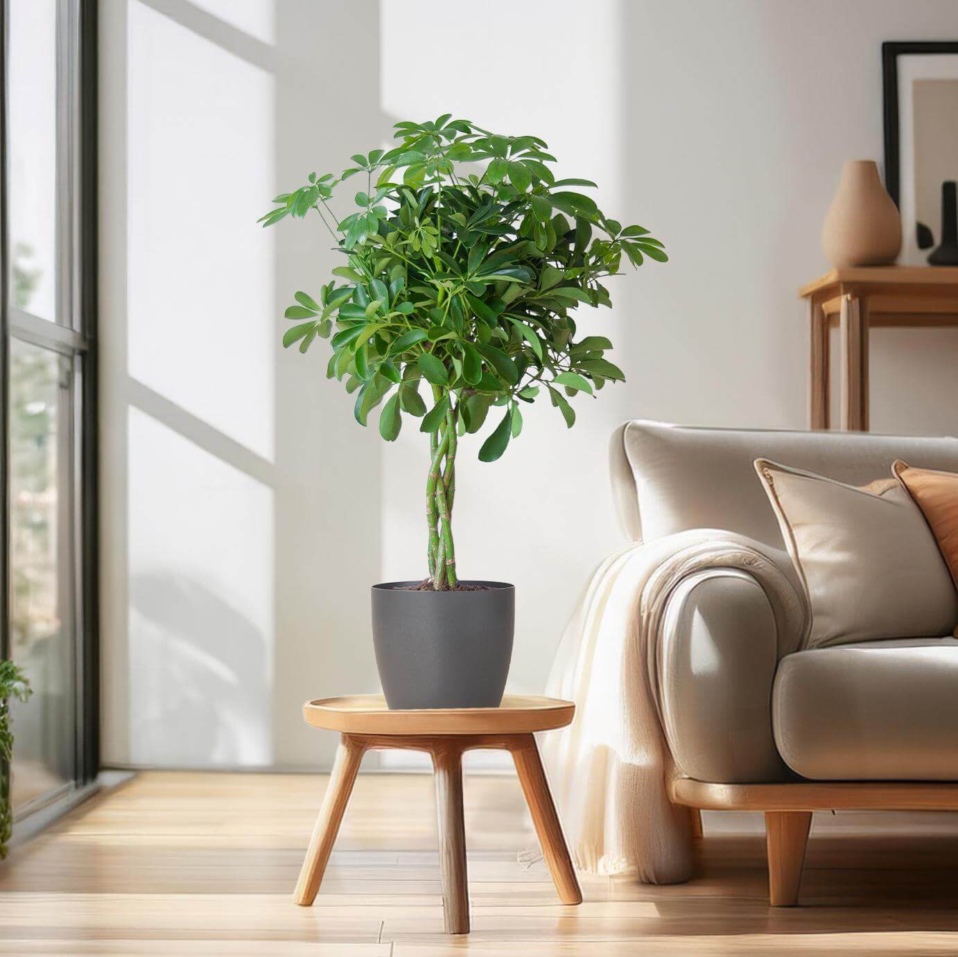 Schefflera Arab Nora