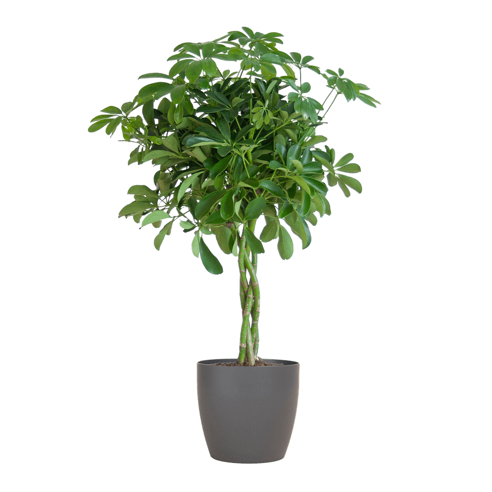 Schefflera Arab Nora