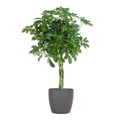 Schefflera Arab Nora