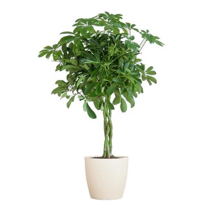 Schefflera Arab Nora
