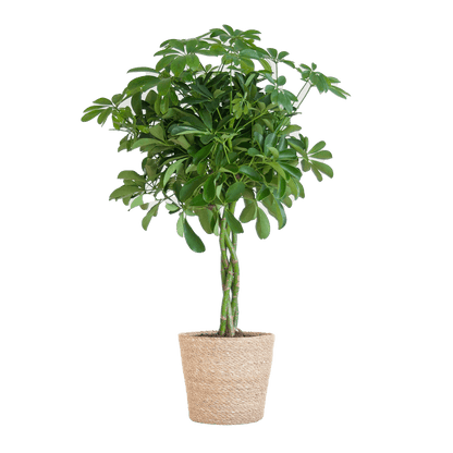 Schefflera Arab Nora