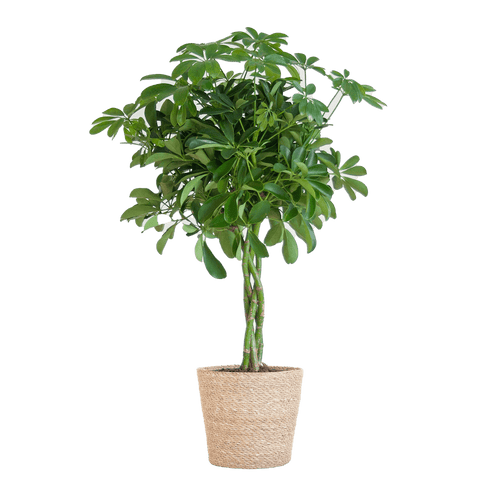 Schefflera Arab Nora