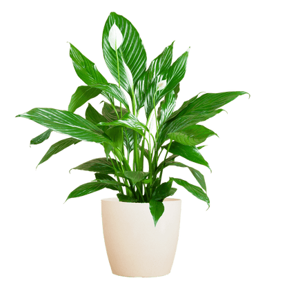 Spathiphyllum