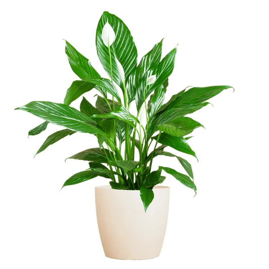 Spathiphyllum
