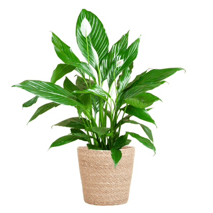 Spathiphyllum