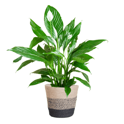 Spathiphyllum