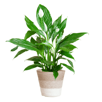 Spathiphyllum
