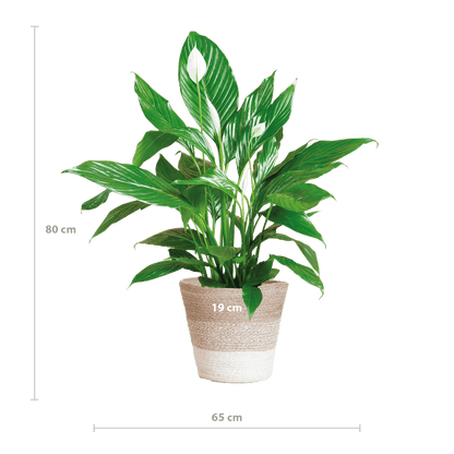 Spathiphyllum