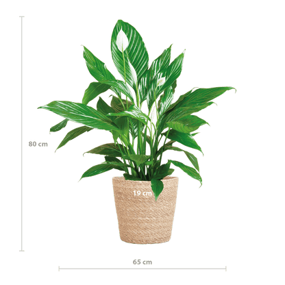 Spathiphyllum