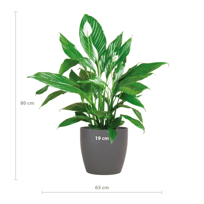 Spathiphyllum